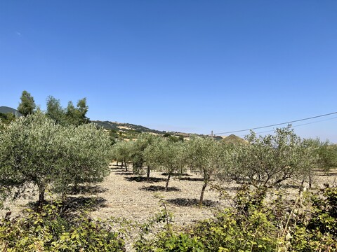 Terreno Agricolo in Vendita a Bisacquino (Palermo)