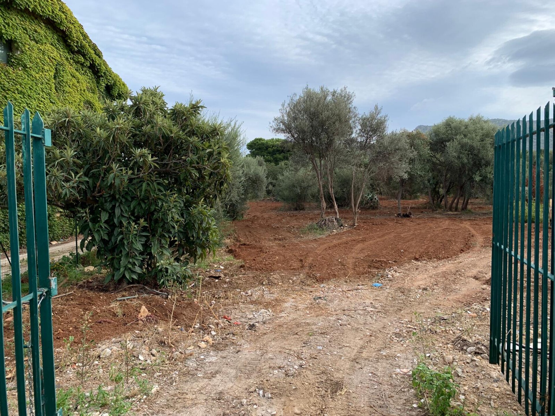 Terreno Agricolo in Vendita a Palermo Cardillo