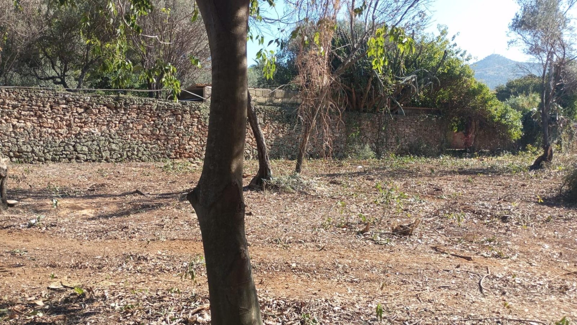 Terreno Agricolo in Vendita a Palermo Cardillo