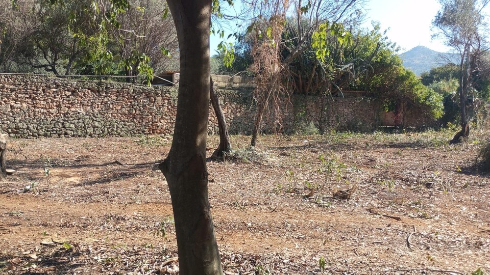 Terreno Agricolo in Vendita a Palermo Cardillo