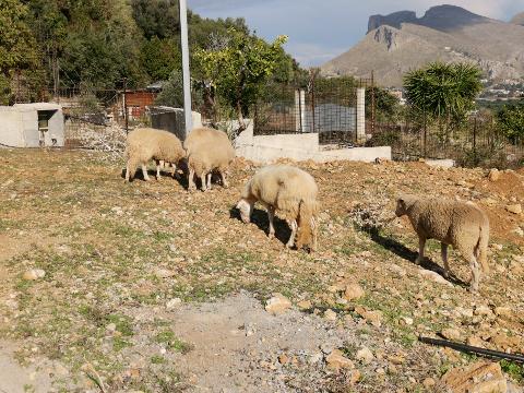 Terreno Agricolo in Vendita a Palermo Tommaso Natale