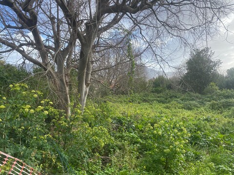 Terreno Agricolo in Vendita a Palermo Tommaso Natale