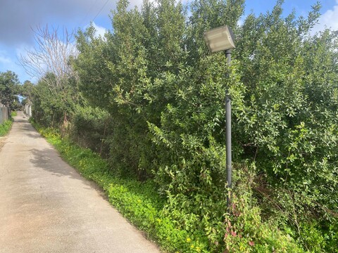 Terreno Agricolo in Vendita a Palermo Tommaso Natale