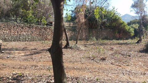 Terreno Agricolo in Vendita a Palermo Cardillo