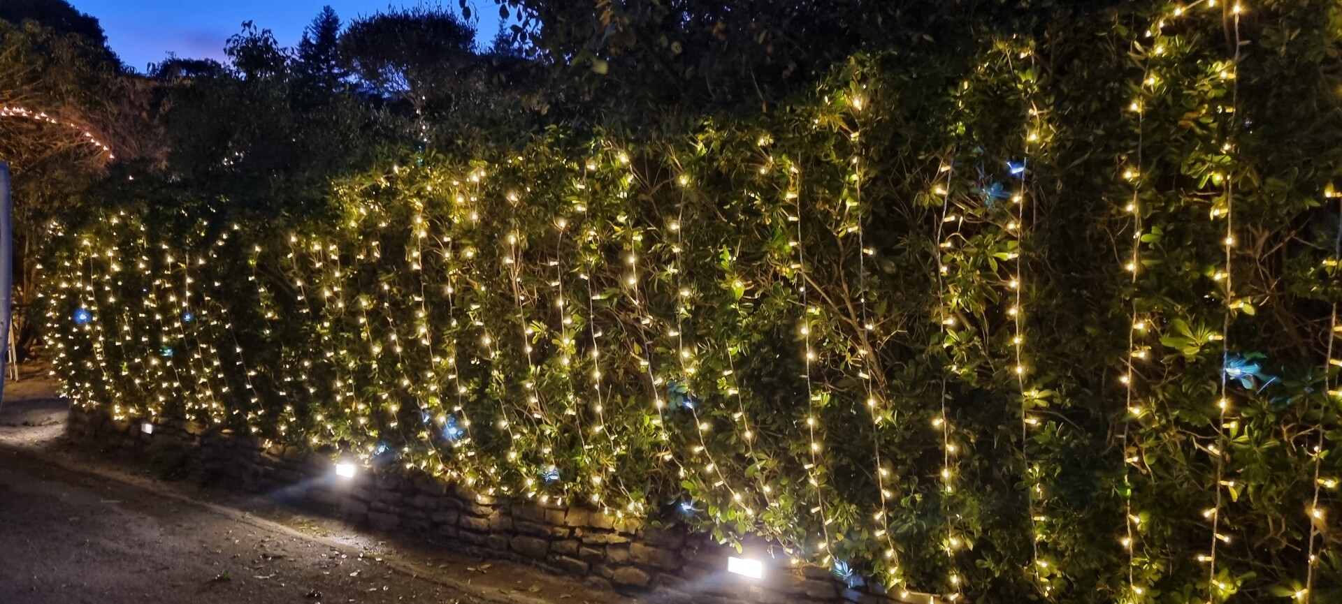 ALBERI MINILUCCIOLE PALME SIEPE Luminarie Natalizie Generico