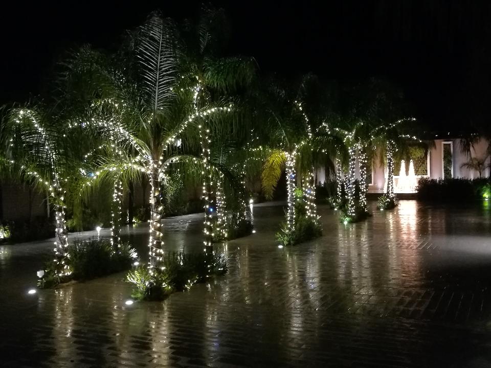 ALBERI MINILUCCIOLE PALME SIEPE Luminarie Natalizie Generico