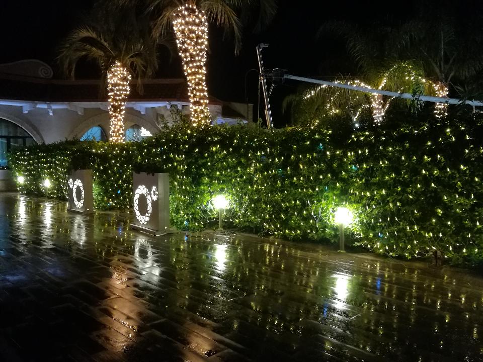 ALBERI NATURALI PALME SIEPE Luminarie Natalizie Generico