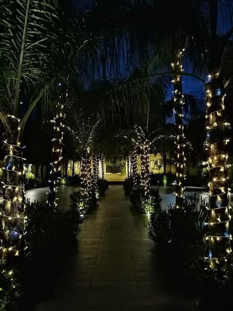 ALBERI NATURALI PALME SIEPE Luminarie Natalizie Generico