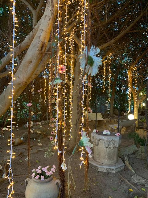 ALBERI NATURALI PALME SIEPE Luminarie Natalizie Generico