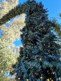 GHIRLANDA CON LUCI INGRESSO Luminarie Natalizie per Piazze