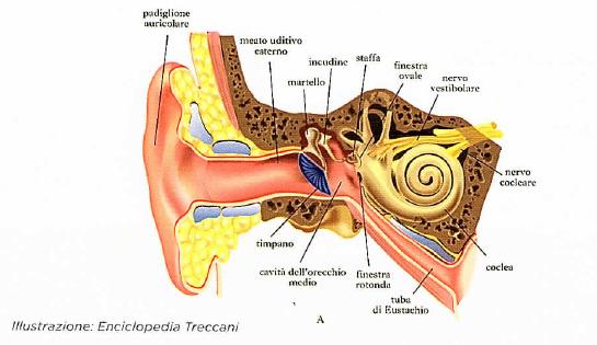 Anatomia dell'orecchio