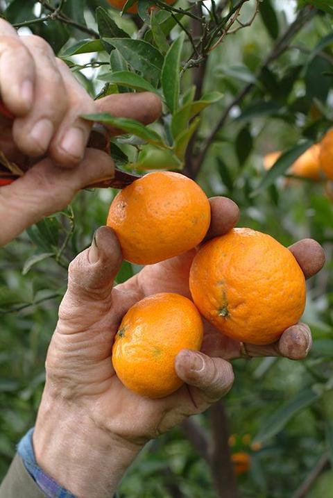 raccolta di mandarini