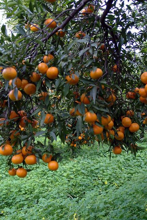 mandarini mazzuddì (tardivo di Ciaculli)