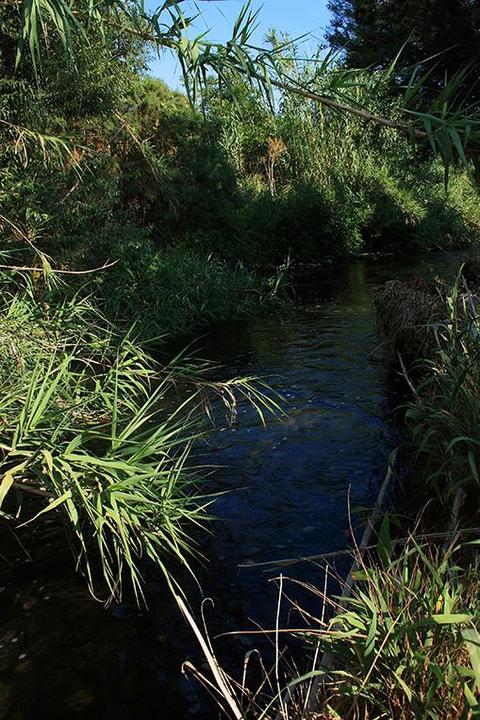 vegetazione fiume Eleuterio