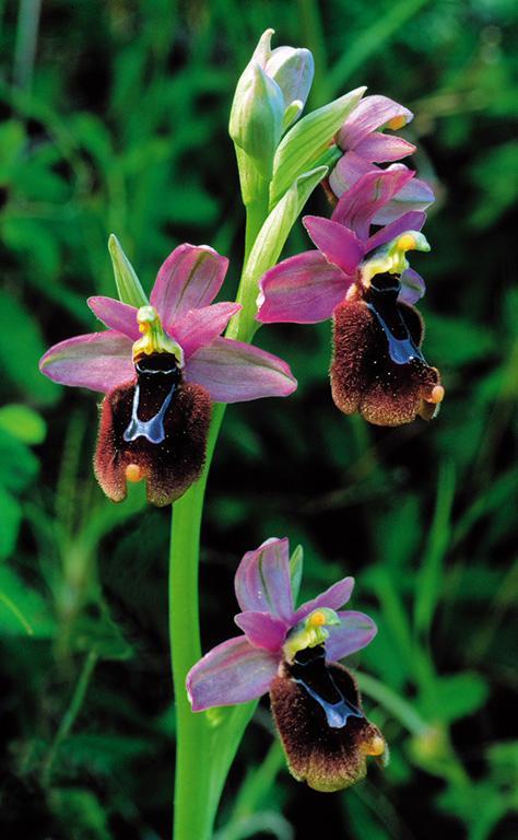 Ophrys xinzengae