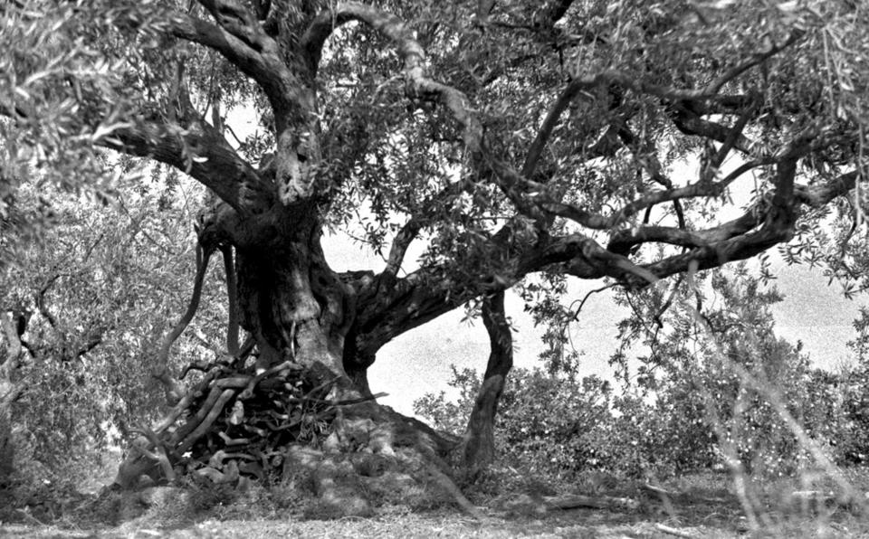 Itinerario rurale Le vie dell'olio