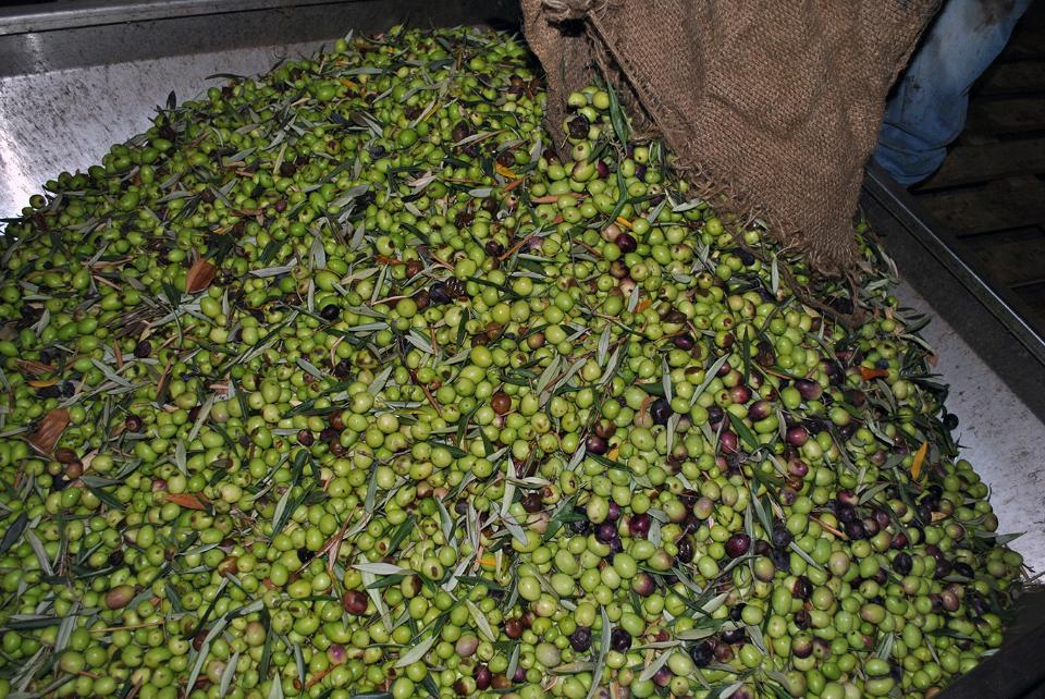 Itinerario rurale Le vie dell'olio