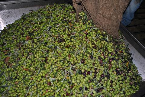 Itinerario rurale Le vie dell'olio