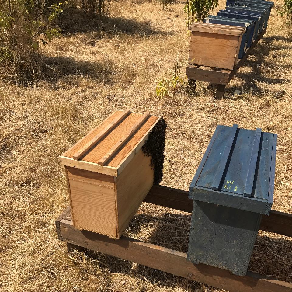 Sciame su 5 telaini + Cassettino portasciami in legno grezzo