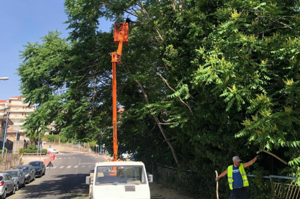Potatura alto fusto e noleggio biotrituratori a Catania, Siracusa, Ragusa, Messina, Caltanissetta