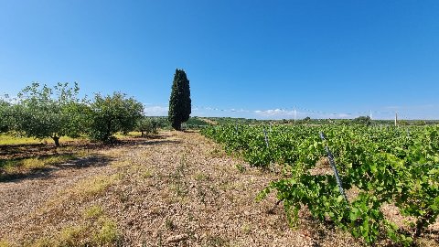 Terreno Vigneto in Vendita a Menfi C/DA Finocchio di sopra (Agrigento)