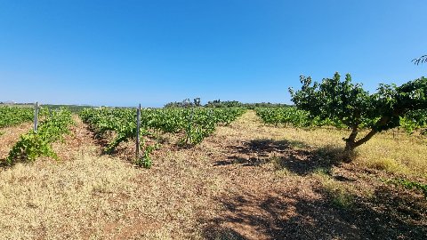 Terreno Vigneto in Vendita a Menfi C/DA Finocchio di sopra (Agrigento)