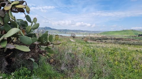 Terreno Agricolo in Vendita a Sambuca di Sicilia (Agrigento)