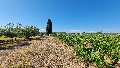 Terreno Vigneto in Vendita a Menfi C/DA Finocchio di sopra (Agrigento)