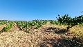 Terreno Vigneto in Vendita a Menfi C/DA Finocchio di sopra (Agrigento)