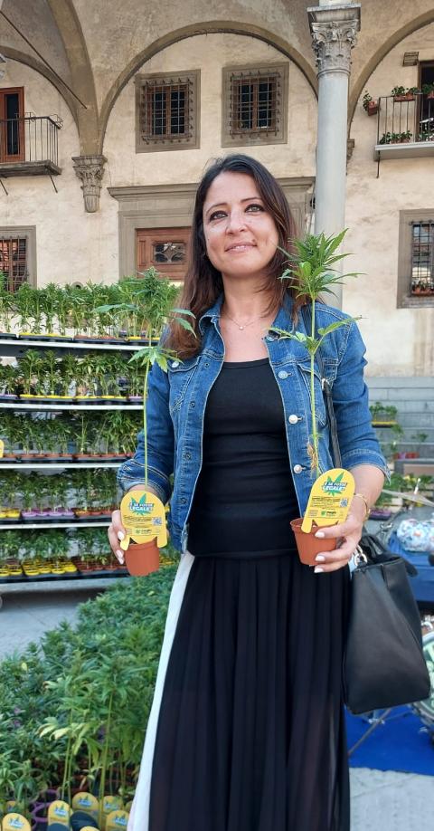 Cannabis: LICATINI (M5S), pronte due Pdl per legalizzare