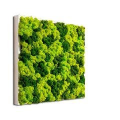Quadro con alberi a chioma di muschio stabilizzato  Fiosissima naturale