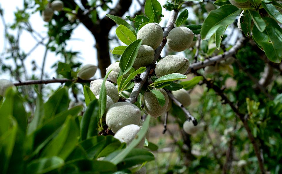 Latte di mandorla/ con sciroppo d'uva/ Valdibella