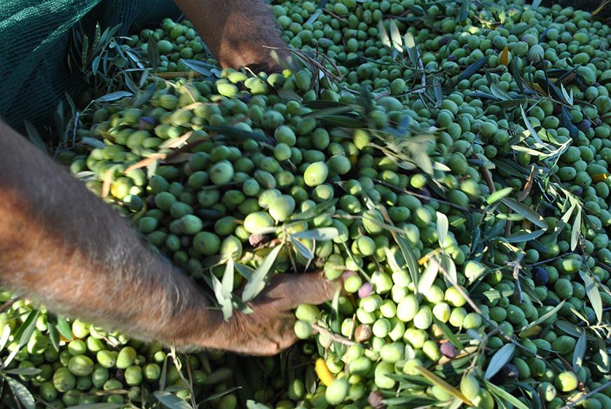 Olio di olive "BIANCOLILLA" DOP Val di Mazzara