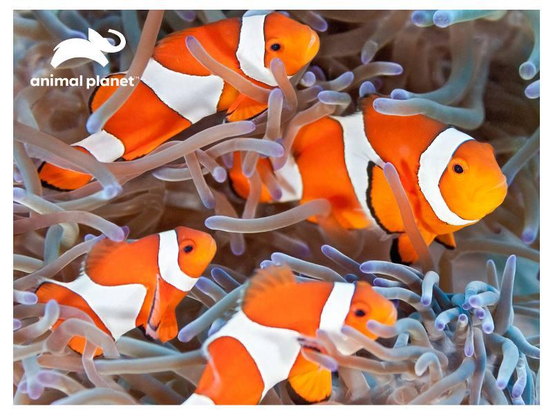 PUZZLE 3D DISCOVERY Clown Fishes 500pc prime-3d