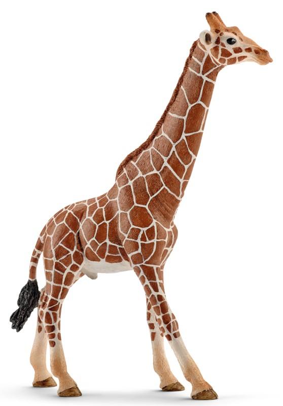 Giraffa maschio (WILD LIFE - Price grey) Schleich