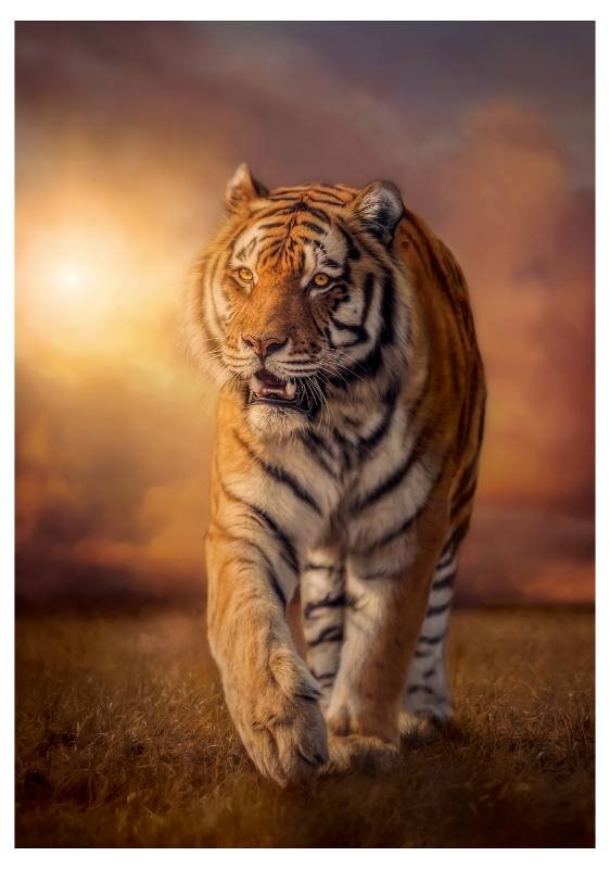 PUZZLE 1500 PZ Tiger clementoni