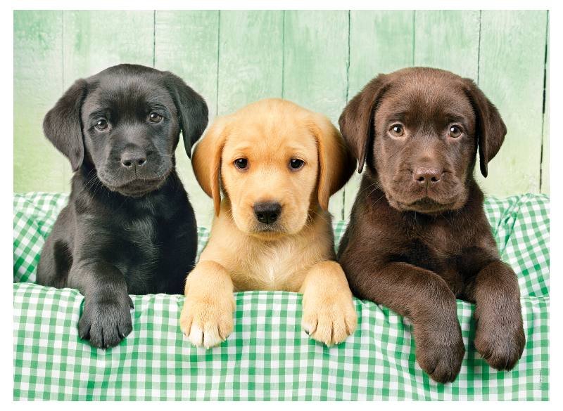 PUZZLE 1000 PZ I tre Labrador clementoni