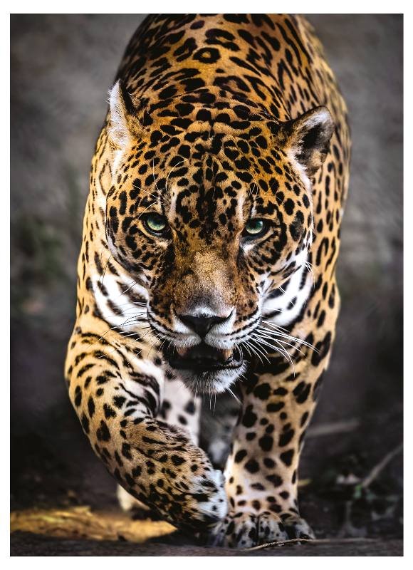 PUZZLE 1000 PZ Walk of the Jaguar clementoni