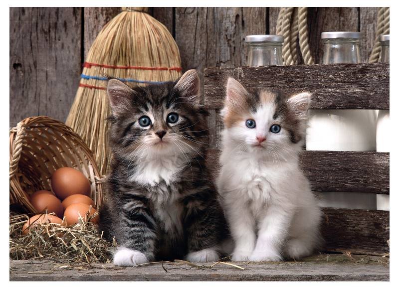 PUZZLE 1000 PZ Lovely Kittens clementoni