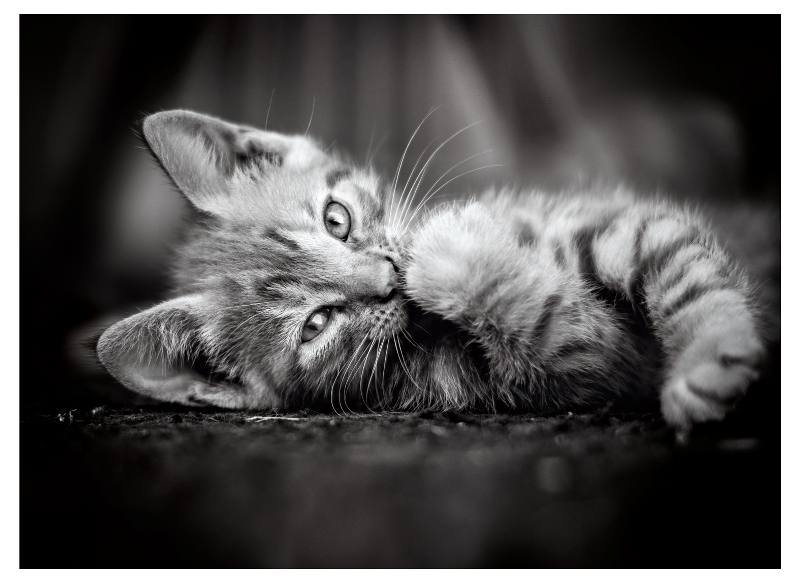 PUZZLE 1000 PZ Kitty clementoni