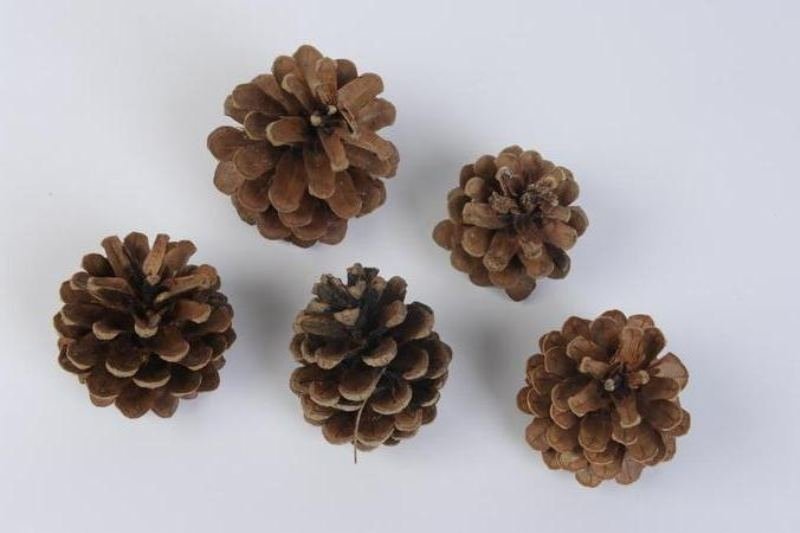 pine cone natural kaemingk