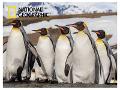 PUZZLE 3D DISCOVERY Penguins 500 pz prime-3d