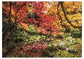 PUZZLE 1500 PZ Autumn Park clementoni