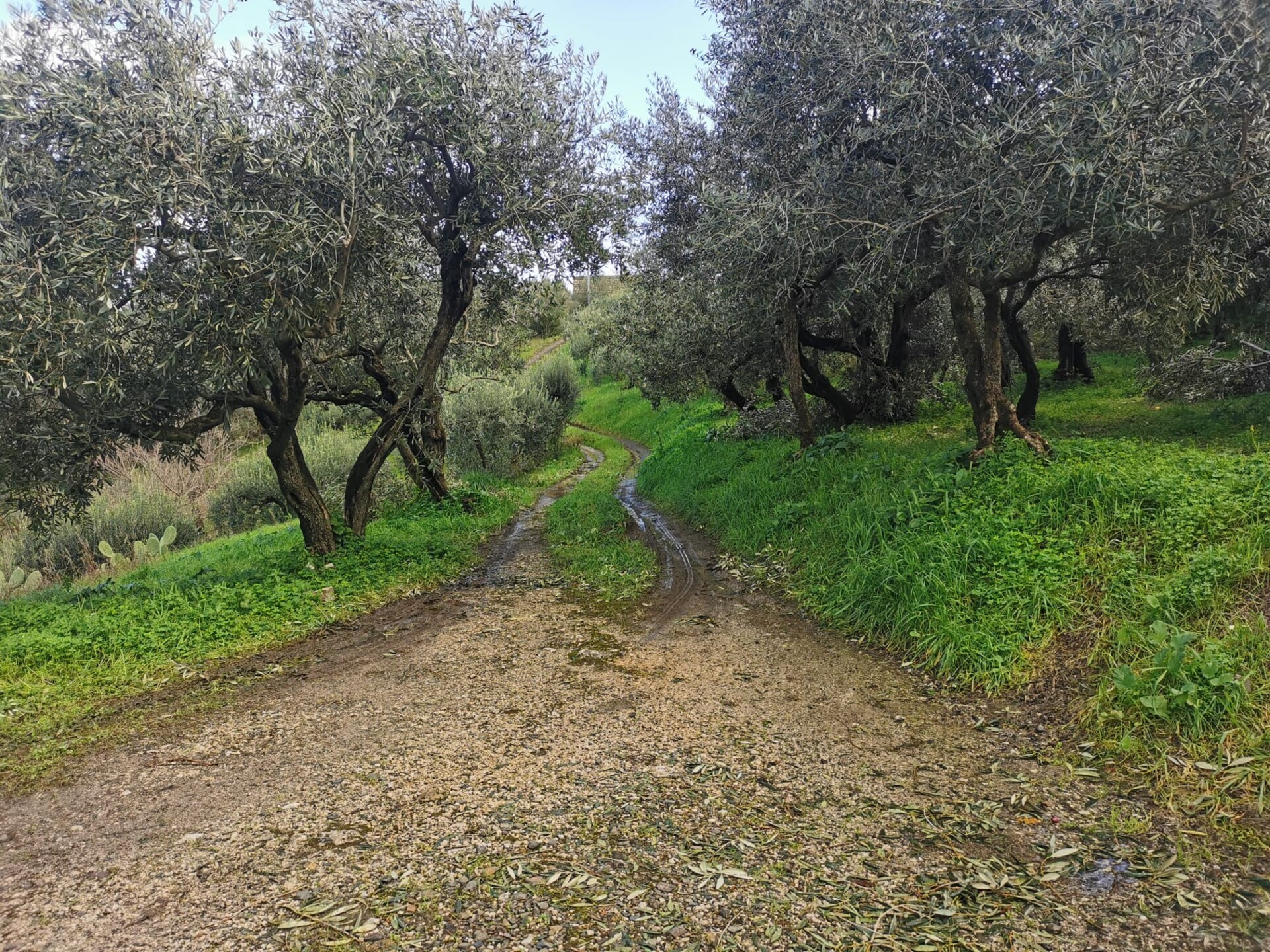 Terreno Agricolo in Vendita a Altofonte Periferia (Palermo)