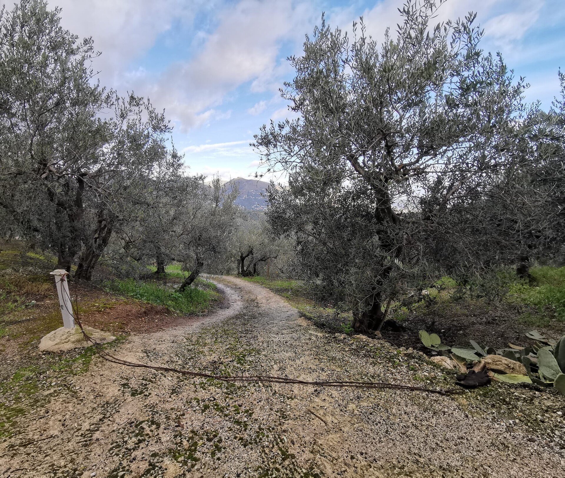 Terreno Agricolo in Vendita a Altofonte Periferia (Palermo)
