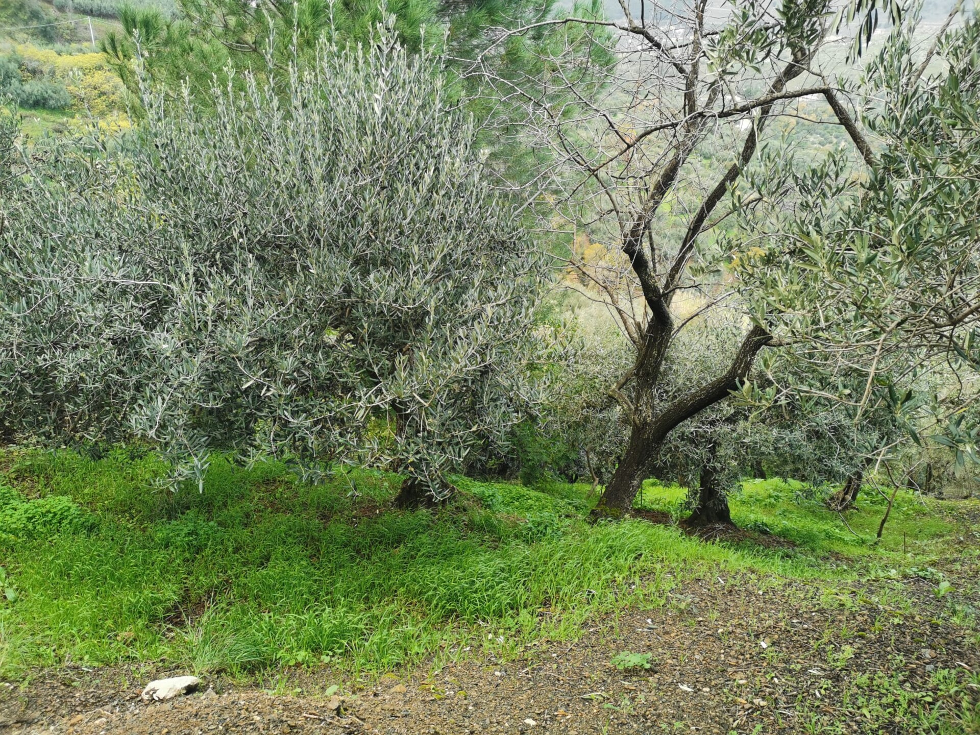 Terreno Agricolo in Vendita a Altofonte Periferia (Palermo)