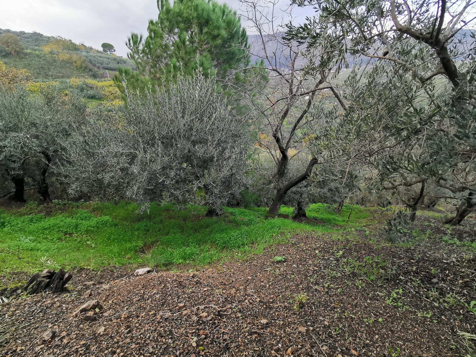 Terreno Agricolo in Vendita a Altofonte Periferia (Palermo)