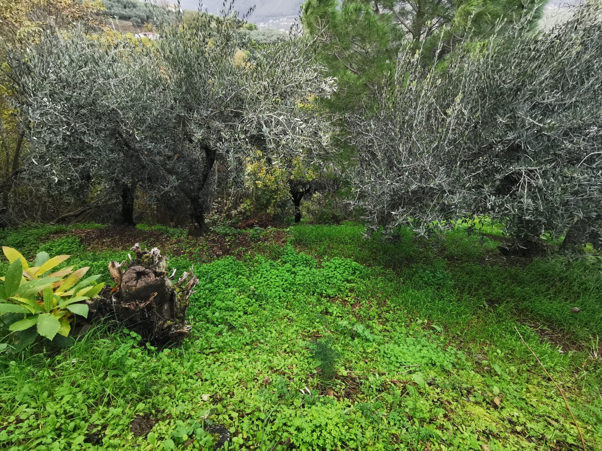 Terreno Agricolo in Vendita a Altofonte Periferia (Palermo)