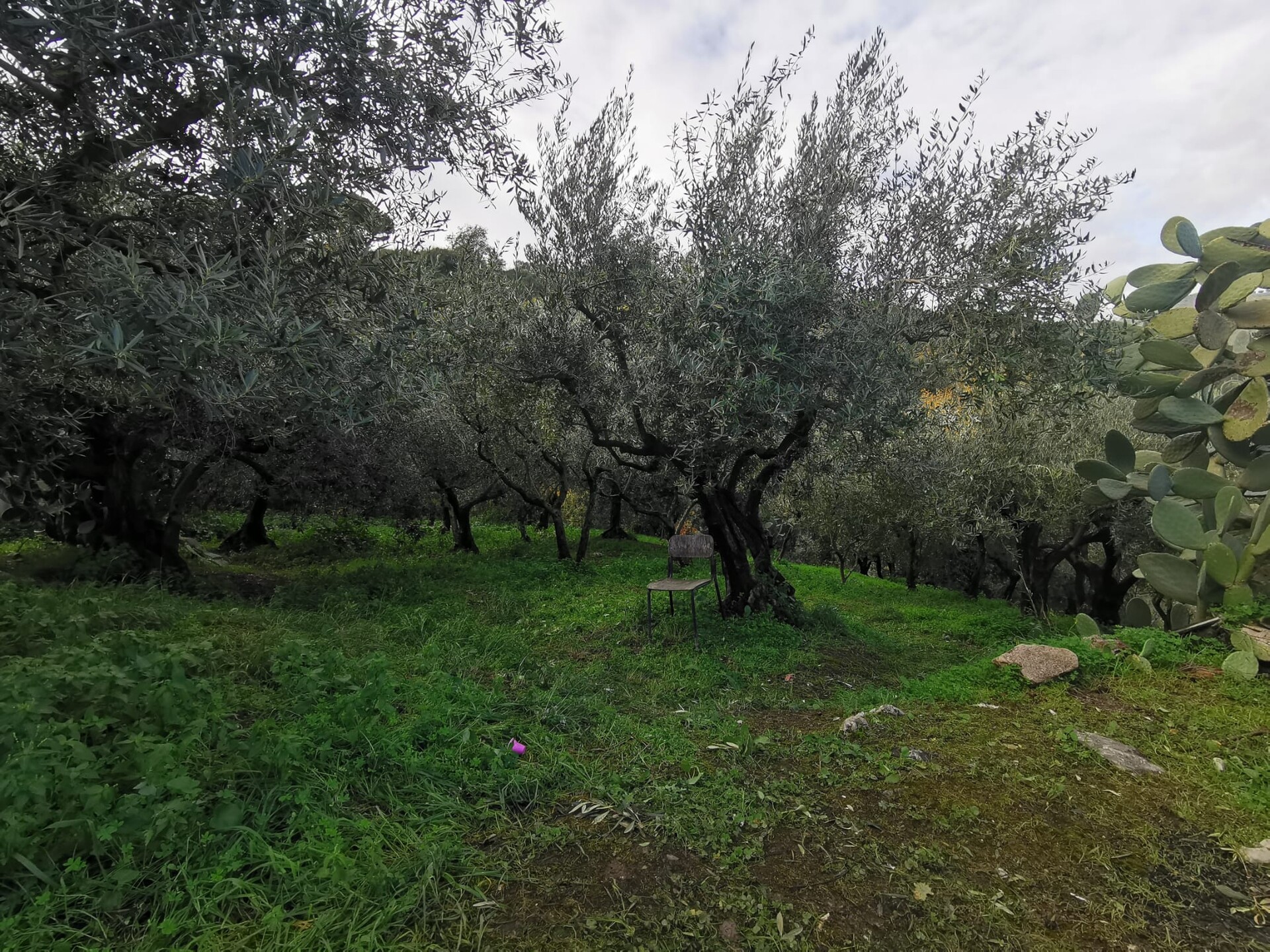 Terreno Agricolo in Vendita a Altofonte Periferia (Palermo)
