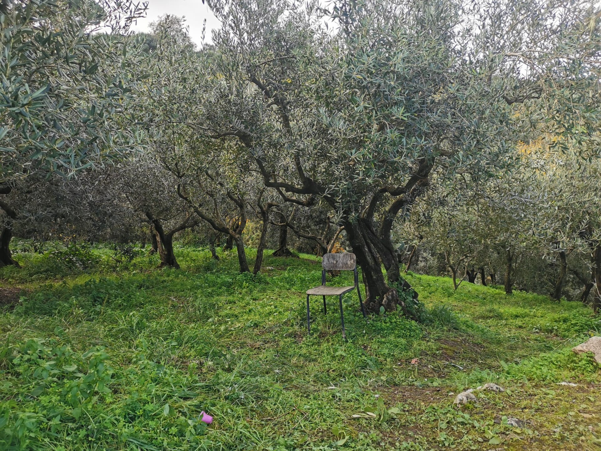 Terreno Agricolo in Vendita a Altofonte Periferia (Palermo)